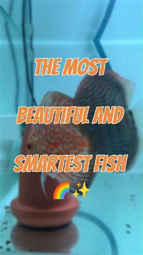 The Most Beautiful and Smartest Fish 🌈✨