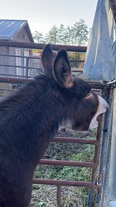 #donkeybray best sound ever but whew!! Clyde is loud!! So is my donkey Jeb, who he’s answering!! 😂 | The Donkey Listener