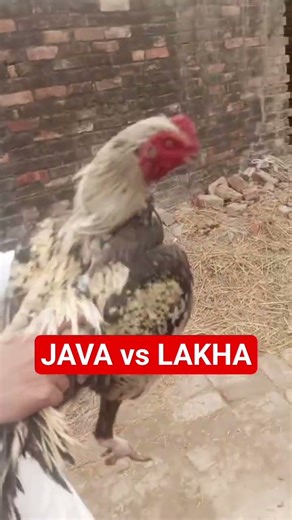 JAVA vs LAKHA #JAVA #vs #LAKHA #aseel #aseelmurga #roosterfarm #bird #ayam #cheenaaseel #birdspecies