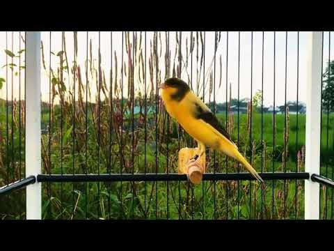 Relaxing Java Finch Singing for Sleep