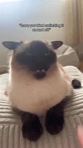 Cat Archive on Instagram: "Meet the world’s tiniest, fluffiest operating system. 🐱💻 In this video, our cat demonstrates her built-in “power button” feature. When her nose is gently pressed, she slowly closes her eyes, as if her internal software is shutting down—no updates required, just pure feline efficiency. Press the nose again, and voilà: reboot complete. Her eyes open back up like a computer starting after a long nap, probably running on CatOS version 9. Lives. The loading time is short,