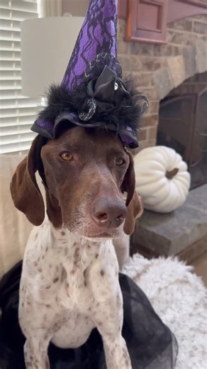 We had a little case of resting witch face when we found out we had to dress up for Halloween 👻 Well you know what they say-paybacks a witch 🧙🏼‍♀️ I cast a teensy little spell 🔮 So we could sneak out and brew up some mischief 😈 It’ll appear like we’re still sitting in our chair, looking fabulous ✨ Haha! Witchful thinking Mom 😆 Now witch way do we go fur the snacks 🧐 • • • The girls tricked me again 😅 • #pointerpawprints #gspoftheday #spookyseason👻 #dogcostume #trickortreating #germansho