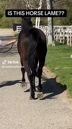 Understanding Horse Lameness: Signs and Solutions