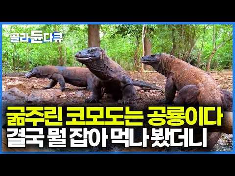 I thought a dinosaur had appeared. The starving Komodo began its rampage | DocuPrime | #GolaDuneDocu