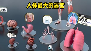 人体最大的器官，身体不同器官大小比较3D_腾讯新闻
