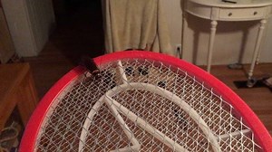 9.2K views · 57 reactions | Electric fly swatter VS giant palmetto roach. #satisfyingvideos #bbq #palmettobug | Omnivore's Homestead And Quivers | Facebook