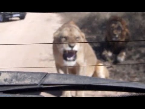 Lioness Hissing At Her Reflection - 12 June 2013 - Latest Sightings