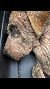 4.1M views · 259K reactions | Once upon a time...a little spider came...