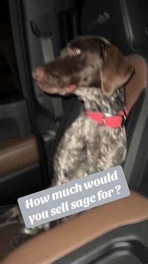 The Best Friend: Celebrating Dog Companionship