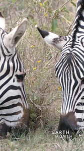 56 reactions · 3 comments | Did you know that zebra stripes are...