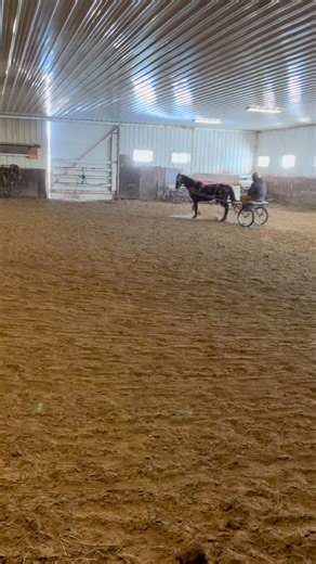 Special winter pricing!! Cherry Red (Season Red Julep) Registered 2010 Morgan pony mare 13hh true pony stature with spirited abilities Our schedule has not allowed us to capture new videos but she had been ground driven throughout our property after her training. Would be ideal project to finish driving. Has custom harness to go with her sale! We are dropping her price to $3800 to an approved home. | Aesthetic Equine, LLC