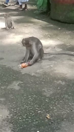 monkeys game thrill ##funny shorts## viral###