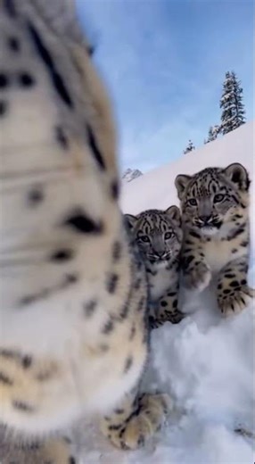 💖💖💖Snow Leopard Family: A Rare Glimpse into the Wild #shorts #shortclips #animalrescue