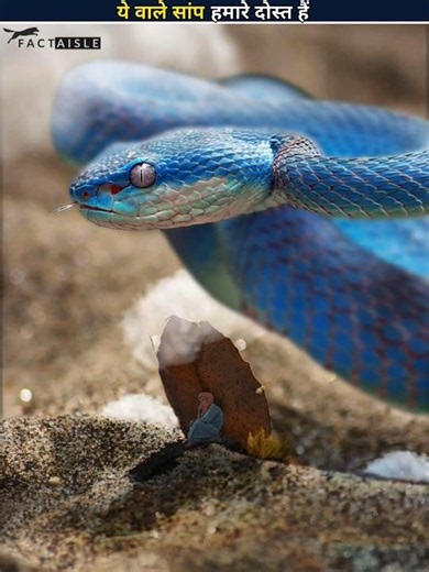 Human Friendly Snakes 😱