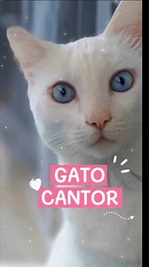 1.6K views · 147 reactions |  E o Léo que agora começou a cantar?  Um ótimo fim de semana pra você! ❤️ | Mayumi Sam | Facebook