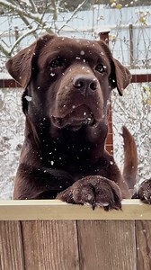 sweet chocolate))😍 | Dog lover