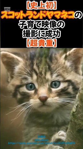 【史上初】スコットランドヤマネコの子育て映像の撮影に成功【超貴重】 #shorts #ねこ #ヤマネコ #スコットランドヤマネコ #ニュース #ほっこり #青山龍星