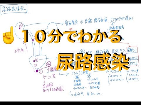 尿路感染症をマスター