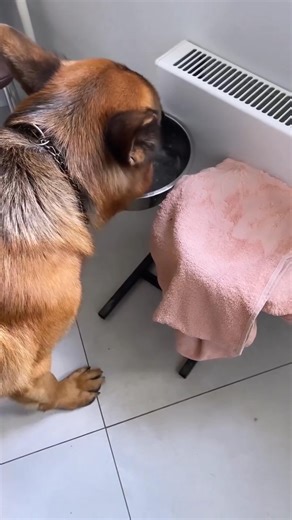 Yes, this is the proper way of drinking :-) repost: The German Shepherd Day | Dogs & People World