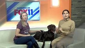 Ellie just made her TV debut as KRXI FOX 11 News, Reno's Pet of the Week! This well-trained, female Pointer is 3 years old and hoping for a happy new home. Ellie knows all her basic commands and loves going on adventures! Ellie will do best in a home with no young children or cats -as she's not a fan. This girl will make the perfect companion for someone who wants a furry companion to take hiking, biking, running, swimming... you name it Ellie's up for it! Ellie is available for adoption at our 