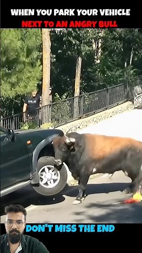 Angry Bull Attacks Car #fypシ #trending #foryou #viral #wildlife