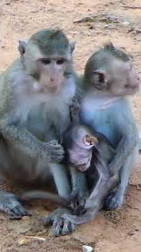 BB Elenor and Family Bea that take Her from her Mom Everyday ! #monkey