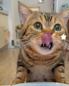 5M views · 308K reactions | Adorable cat loves vegetables! | Simple ideas | Facebook