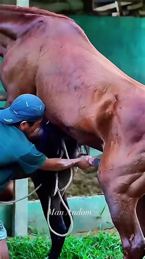 mare ready for Mating #mare #stallion #fyp #bighorse #breeding