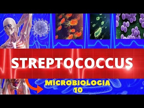 STREPTOCOCCUS - MICROBIOLOGY (PATHOGENIC BACTERIA) - PYOGENES AND PNEUMONIAE