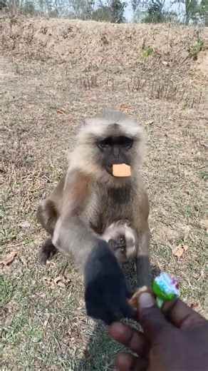Cute Baby Langur Taking Food From Hand | Mother Langur With Baby Monkey 🐒