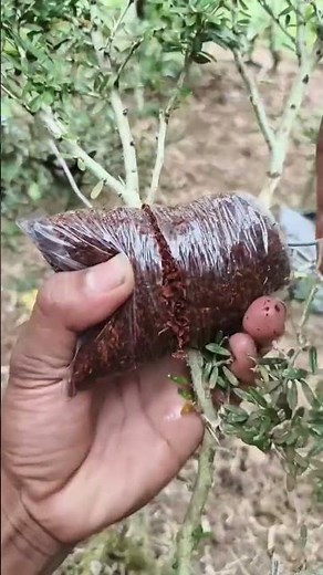 Air Layering Technique 🌱 | Easy Plant Propagation Method