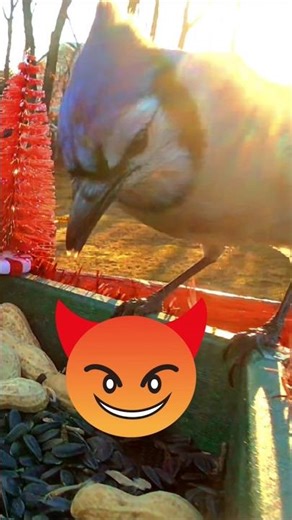 Screaming Blue Jay 🤣 #birds #funny #Blue_jay #nature #birding