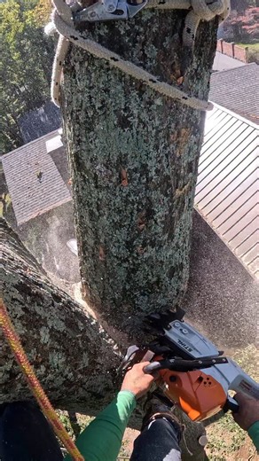JRM Tree Service Care For Life | #arborist #arboristclimber #arborists #arboristlife #arboristwork #arb #climb #climbing #treesurgery #treework #gopro #video #stihl... | Instagram