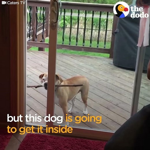 Smart Dog Gets Big Stick Through The Door | The Dodo