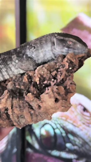 Exploring Savannah Monitors: The Stout Lizards of Africa