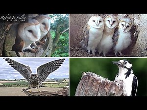 🔴 LIVE Barn Owls, Stoats, Kestrels & Tawny Owls | From Fotherdale, Yorkshire, UK