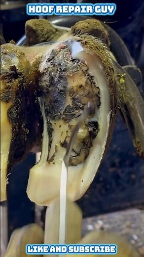 Hidden Hoof Infection Explodes Into Massive Abscess | Hoof Repair Guy #hoofrepair #satisfying
