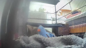 2.7K views · 128 reactions | Bird hunting- our bobkitten practices...