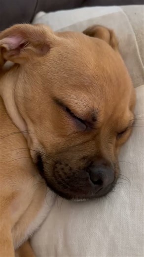 Pup snoring ASMR 🐕