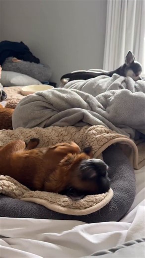 Every task takes a little longer when your body type is “small potato. 😳🥔 With all of those naps to fit into the day, when would she have time for a job? 😅 #griffon #puppy #dog #dottiethedwarf #dogsofinsta #funnypets #cutedogs #dogoftheday #dogsincostumes #funnydogs #rescuedog #dogswithdisabilities #toybreed #smalldog #smallbreed #funny #puppies #Chihuahua #adopt #newzealand #Dogreels #cute | Dottie the Dwarf