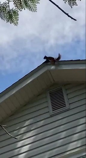 Squirrel's Backyard Parkour Chase #squirrels #squirrelofyoutube #goldenretriever