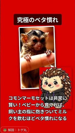 🐒 第49弾：【コモンマーモセット】一般家庭でサルは飼えない？その常識、今すぐ捨てろ！編 #コモンマーモセット #猿のいる生活 #トゲ丸