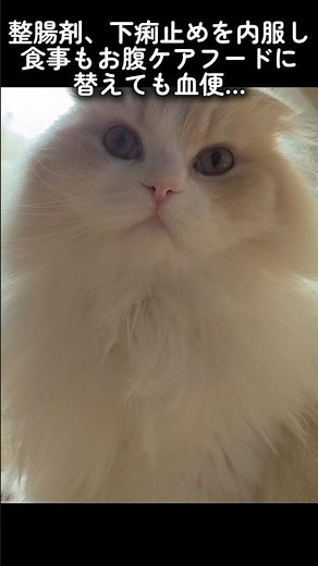 【血便】フード選びって難しい… 下痢は治ったけど血便は続く状態です #cat #スコティッシュフォールド #猫の健康 #血便 #猫のいる暮らし #catlife #बिल्ली #貓