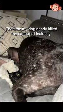 Cats vs Dogs 😂 The Funniest Fights Ever🐶🐱 ...............[249]