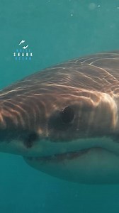 Great Whites Glistening Blue Eye Looking At Us | White Shark Ocean