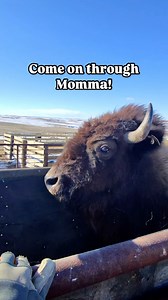Little behind the scenes of working some bison. Down the alley, into the manual squeeze, one at a time. These cows are just getting a dewormer and are let back out into the pasture. This was at my buddy’s, Colorado Mike @quantumbison3202 #raybanmeta #bison #buffalo #ranchlife #farm #agriculture #vet #vetlife @raybanmeta | Cross Timbers Bison