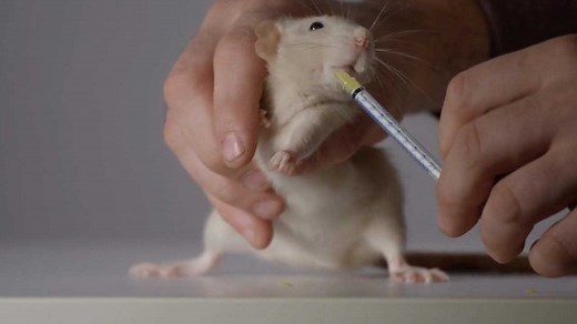 These Animals Can Cheat Death by Freezing Themselves❄️