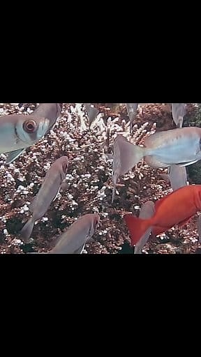 Check out this amazing shot of the Goggle-Eye fish! With its distinctive large eyes and vibrant colors, it's truly a fascinating sight. 🐟 Dive into the wonders of freshwater wildlife!** #GoggleEyeFish #RockBass #FreshwaterLife #FishingAdventures #NatureLovers #WildlifePhotography #AquaticLife #UnderwaterWorld #FishOfTheDay #ExplorePage #ViralPhoto #Trending #InstaReels #YouTube #SocialMedia #ViralContent | Scuba Diving Holidays