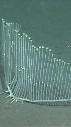 Meet the harp sponge. We’ve observed this unique sponge only about a dozen times over the last few decades. ⁠ ⁠ The intricate structure of this stunning animal is comprised of multiple vanes whose upright branches and evenly spaced filaments are arranged in a way that resembles a harp or a lyre. ⁠ ⁠ This spectacular sponge wowed Video Lab Manager Nancy Jacobsen Stout. “This beauty is all about purpose—armed with barbed hooks that cover its branching limbs, this carnivorous sponge snares tiny cru