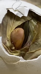 9.4M views · 56K reactions | I Traded Duck Eggs For THESE!!! Follow for more #reel #reels #summer #asmr #fyp #fypシ #gardening #garden #growing #chickens #winter #tip #tips #animal #animals #pet #pets #fact #facts #fyp #foryou #homesteading #poultry #agriculture #growthmindset #cbd #community #plant #family #farming #agriculture #farm #farmlife #farmer #diyS #eggs | Hidden SpringFarm | Facebook